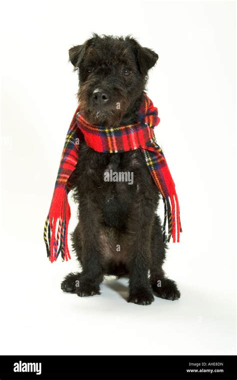Black Dog Wearing Scarf Stock Photo Alamy