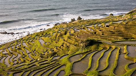 Urbanites Help Sustain Japans Historic Rice Paddy Terraces Our World