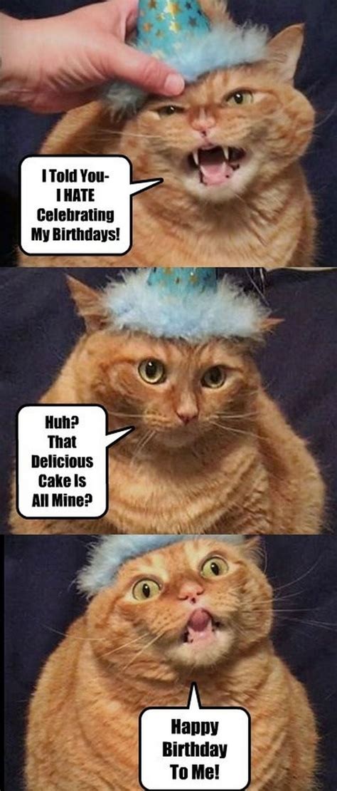 101 Funny Cat Birthday Memes For The Feline Lovers In Your Life Cat