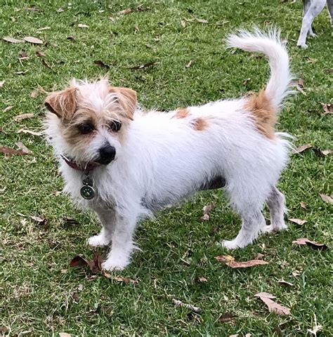 Pattie Cupcake Small Female Jack Russell Terrier X Maltese Mix Dog In