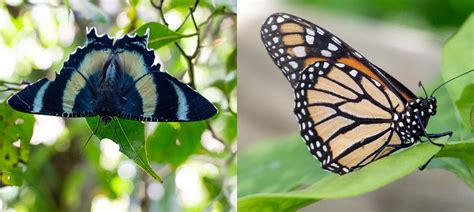 8 Differences Between Butterflies And Moths Australian Butterfly