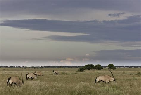 Bushmen Of The Kalahari Journeys By Design