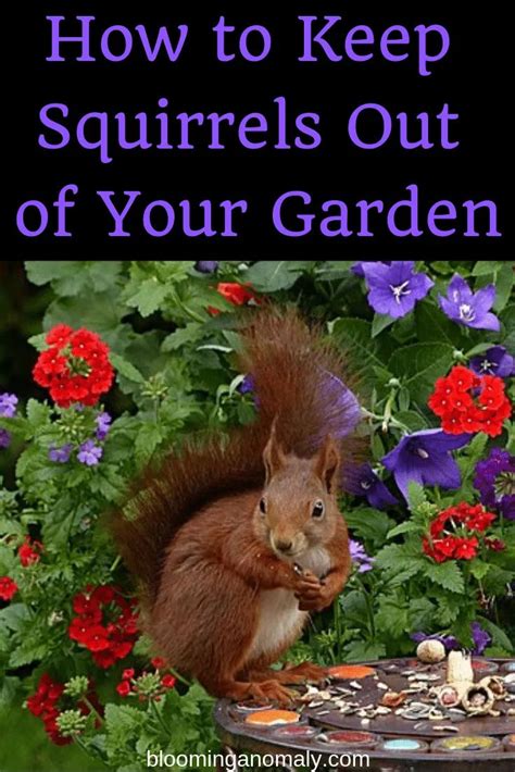 Plant flowers squirrels don't like around the border of your garden. How to Keep Squirrels Out of Your Garden - Blooming ...