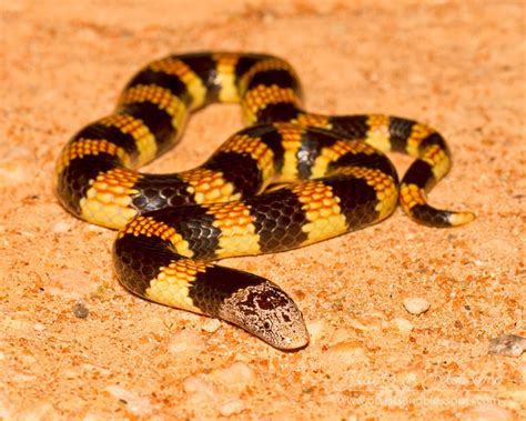 Desert Banded Snake Beasts And Blossoms Nature Photography And Eco