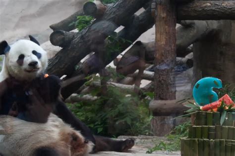 Panda Raksasa Saksi Persahabatan China Rusia Antara News