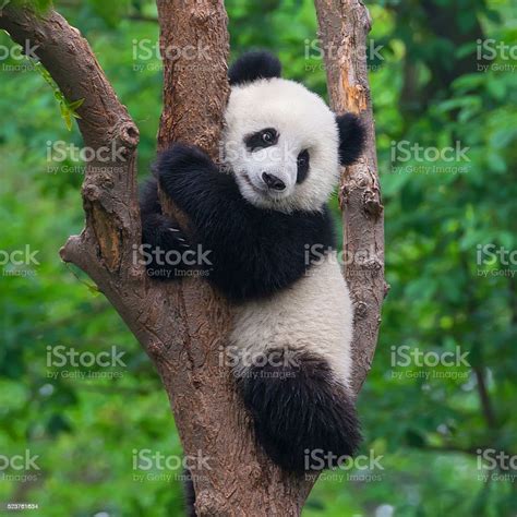 Cute Panda Bear Climbing In Tree Stock Photo And More Pictures Of Animal