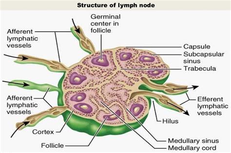 Location Of Lymph Nodes