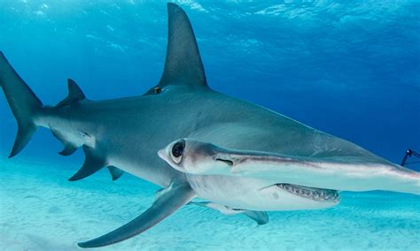 Softening The Blow For Hammerhead Sharks And Tropical