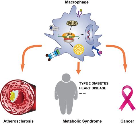 In general, people do not have symptoms. IJMS | Free Full-Text | Macrophage MicroRNAs as ...
