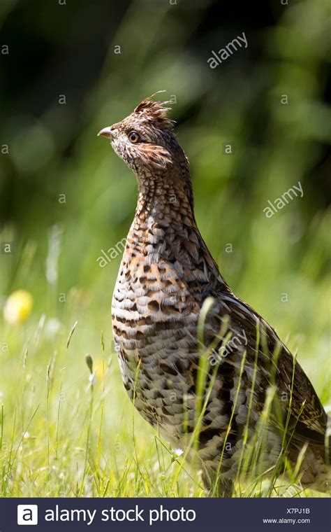 Female Hen Ruffed Grouse High Resolution Stock Photography And Images