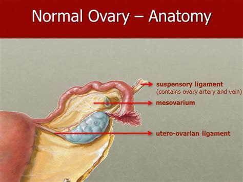 Illustration Of Ovarian Ligaments References Department Of Radiology