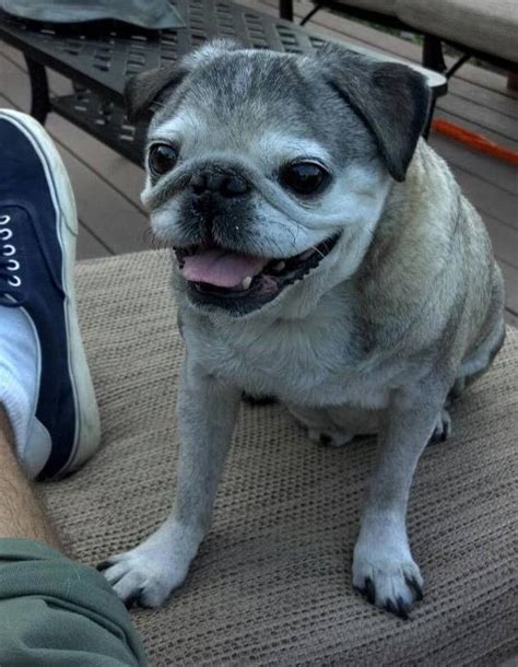 Lets All Just Take A Minute To Appreciate Old Pugs Old Pug Cute Pug