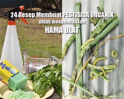 24 Resep Pestisida Alami And Bio Pestisida Untuk Ulat Cabai Dan Sayuran