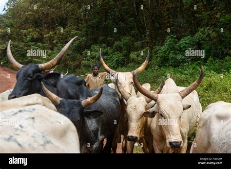 Fulani Cattle Herders In Cameroon Africa Stock Photo Alamy