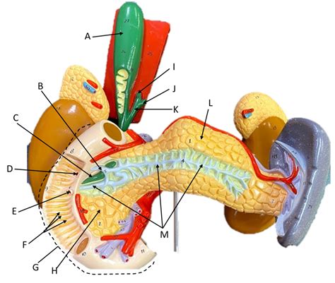 Spleen Pancreas Kidney Model Diagram Quizlet