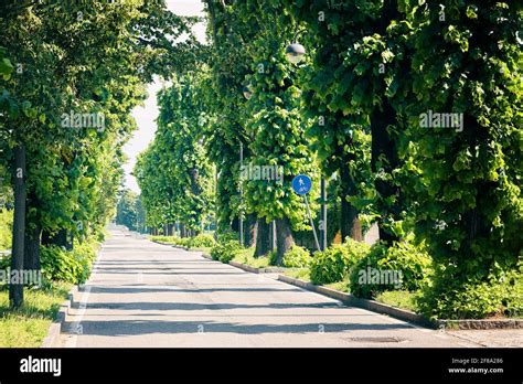 Quiet city street, sidewalk and idyllic homes in a suburban