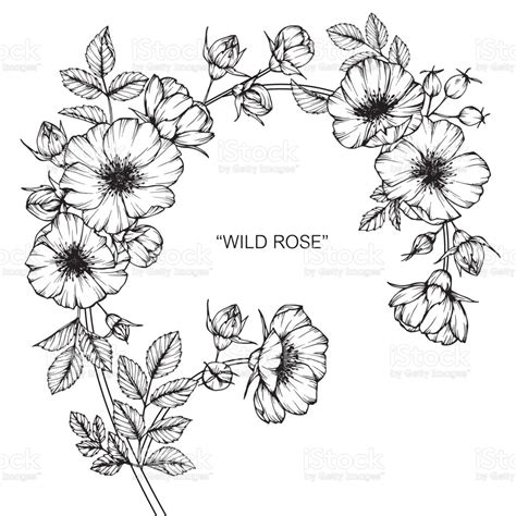 Wild Rose Flower Drawing Stock Illustration Download