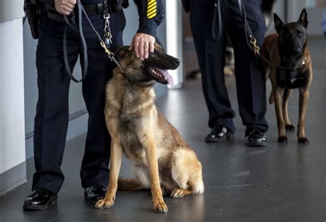 Graduating Mta Dogs Named After Nypd Fallen Officers