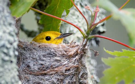 Yellow Warbler Sitting On Her Nest Missisquoi National Wildlife Refuge