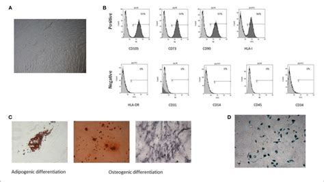 Characterization Of Tumor Mesenchymal Stromal Cells Mscs A Download Scientific Diagram