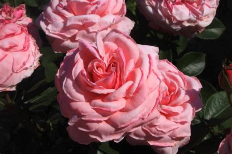 Rosa Floribunda ‘sexy Rexy Hickory Hollow Nursery And Garden Center