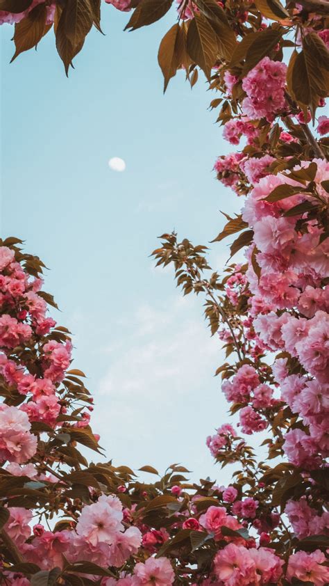 Best mountains wallpaper, desktop background for any computer, laptop, tablet and phone. Download wallpaper 1080x1920 sakura, flowers, pink, sky ...
