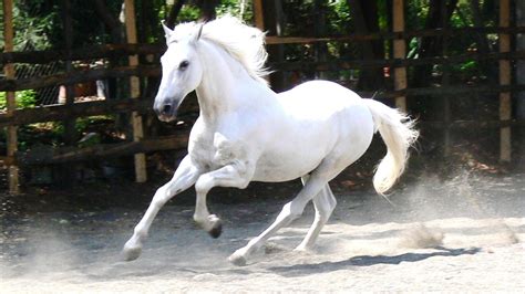 Stunning White Horse Colors Photo 34711691 Fanpop