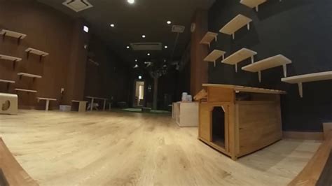 📜 英雄档案 (介绍/皮肤/实况) 🏹 射手 伊泽瑞尔 ezreal | 金克丝 jinx | 卡莎 kai'sa. 【360度】猫カフェ 猫喫茶 空陸家 広島本通店 #1 - YouTube