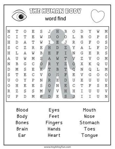 3rd Grade Human Body Worksheet