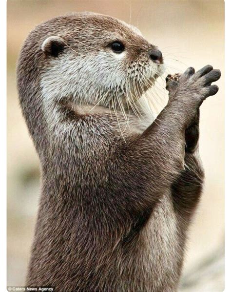 Pin On Otterly Adorable