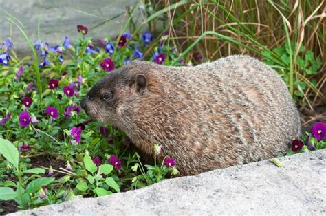 How to deter Groundhogs from your Garden - Kalleco Nursery Corp.