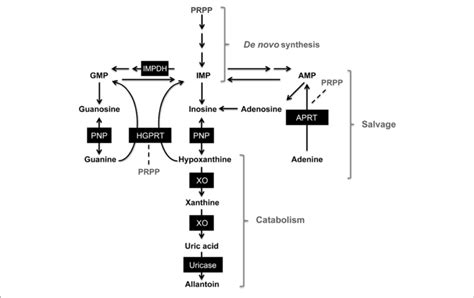 Simplified Scheme Of Purine Metabolism Pathways 5 Phosphoribosyl