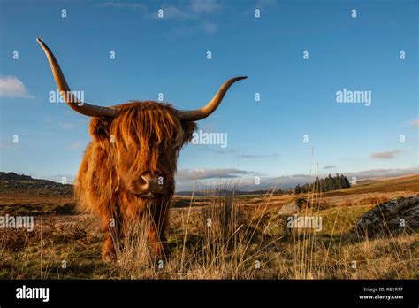 Highland Cow On Dartmoor Stock Photo Alamy