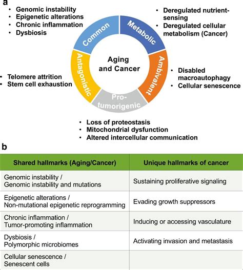 End Of Ageing And Cancer Scientists Unveil Structure Of