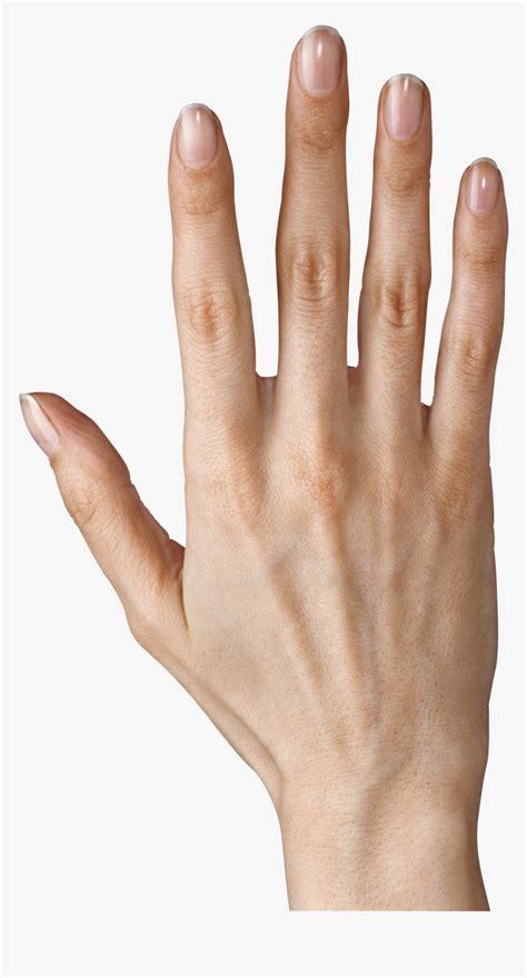 Hand Showing Five Fingers Png Clipart Image Girl Fingers Png Transparent Png Kindpng