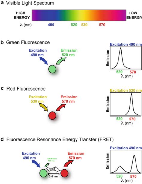 Basics Of Fluorescence And Fret A Visible Light Spectrum