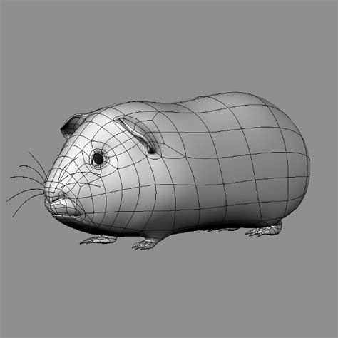 3d Guinea Pig