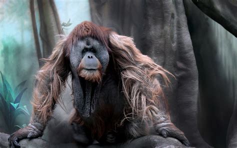 Orangutan Hd Wallpaper Background Image 2560x1600 Id764713