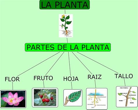 Las Plantas Esquema De Las Partes De Las Plantas