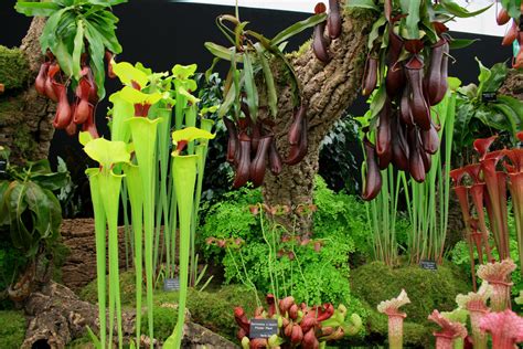 General Science List Of Carnivorous Plants