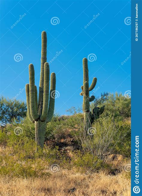 Two Saguaro Cactuses In Their Natural Habitat In The Sonora Desert In