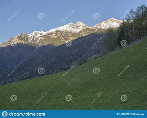 Green Spring Meadow With Blooming Trees Forest And Snow Covered