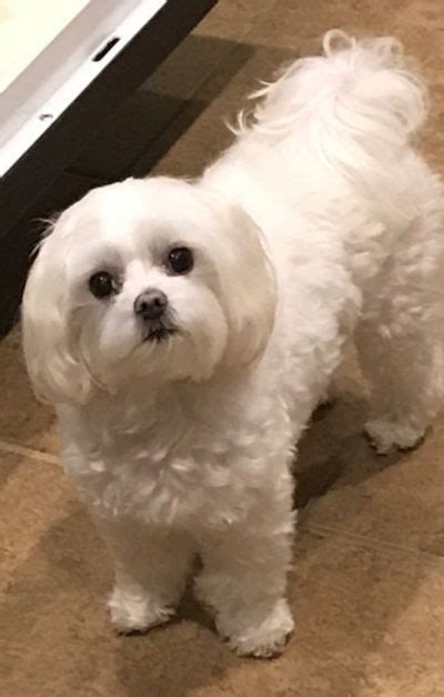 15 Maltese Haircuts And Hairstyles White Fluffy And Looking Fabulous