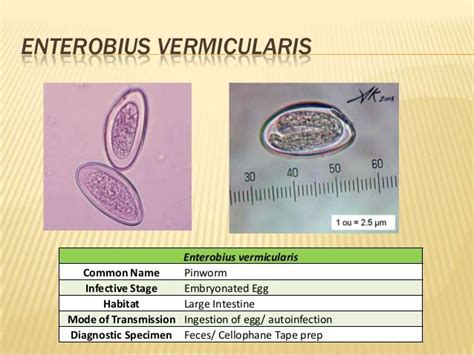 Enterobius Vermicularis Enterobius Vermicularis Common Name Pinworm Infective Stage