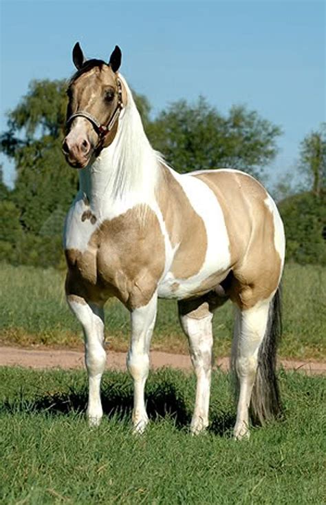 Ima Flamin Jack Dun Palomino White Horses Pretty Horses Pinto Horse
