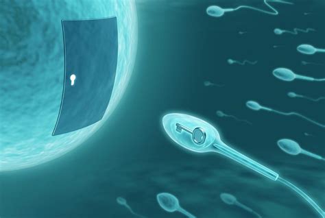 Human Sperm And Egg Photograph By Ktsdesign