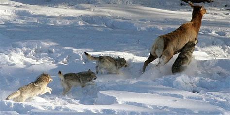Predator Prey Systems The Wolves In Yellowstone The Royal Society Of