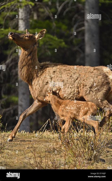A Mother Elk With A New Baby Moving Quickly Toward The Safety Of The
