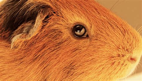 Do Guinea Pigs Blink Squeaky Pigs