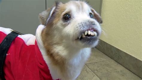 Dog Born Without Nose Hopes To Find Forever Home In Florida Abc11